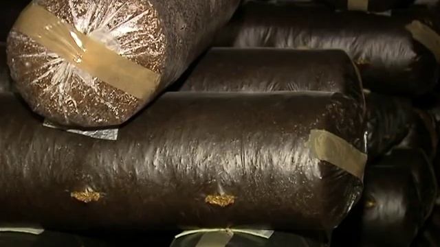 Вешенки смотреть онлайн