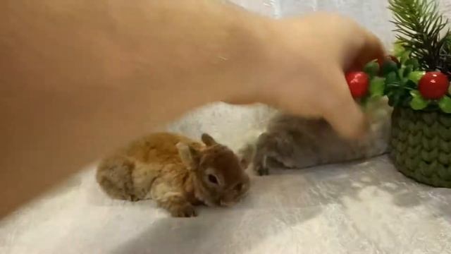 Декоративные кролики породы Рекс смотреть онлайн