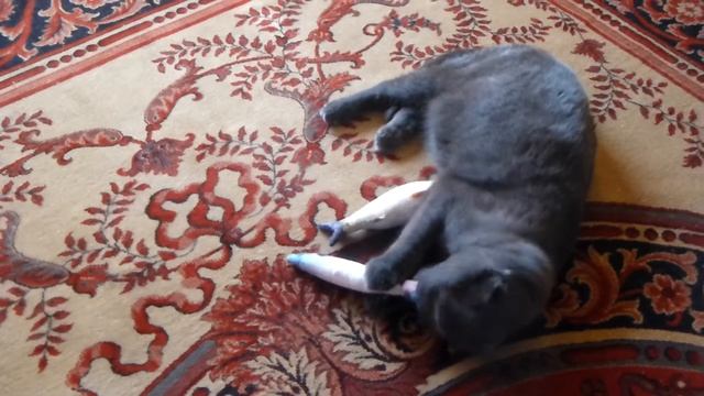 Шотландский вислоухий кот играет с рыбками. смотреть онлайн