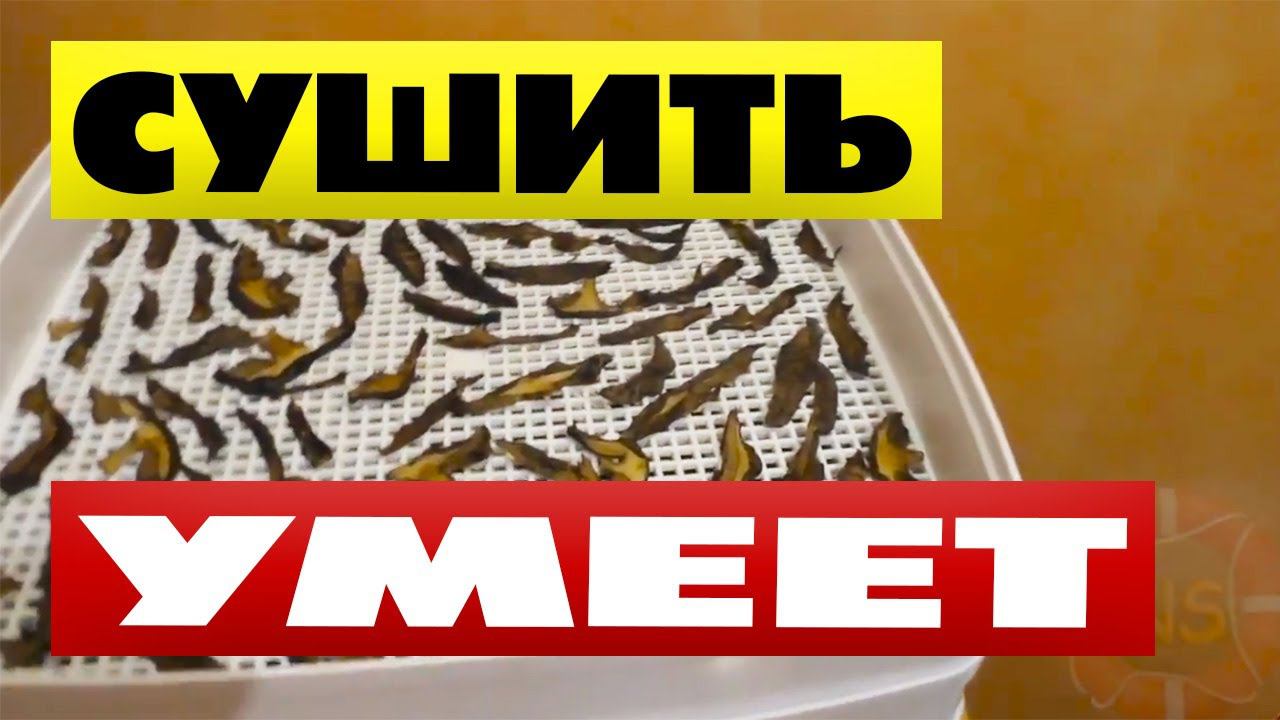 Сушилка для грибов и ягод Дива Люкс отзыв Сушить грибы в электросушилке проще простого смотреть онлайн