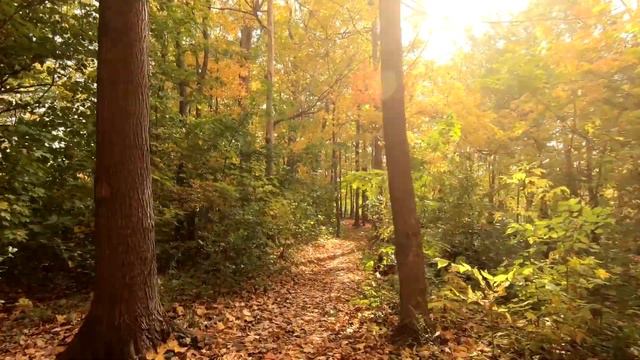 Antonio Vivaldi - Autumn (Full) - The Four Seasons - Classical Music for Inspiration