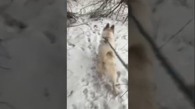 Охота на фазана с собаками 🦮 смотреть онлайн