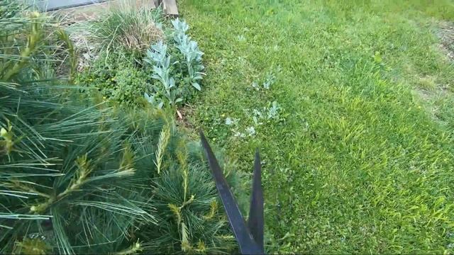 HOW TO: Grow Shapely Pines | Control Pine Tree Size смотреть онлайн