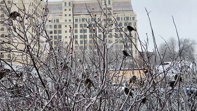 Скоро весна - длинное видео Relax смотреть онлайн