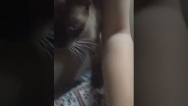 Salam hada awal video kanbghikom bzffff 😙😙😙😙😙😍 смотреть онлайн