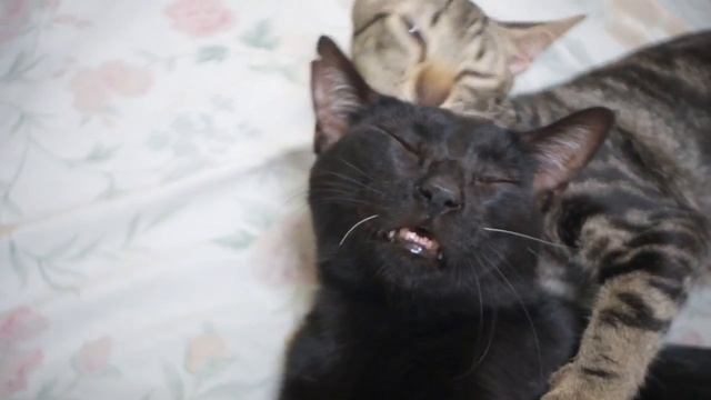 Pixco 25mm f/1.8 C-Mount CCTV Lens (FUJIFILM X-T10) смотреть онлайн