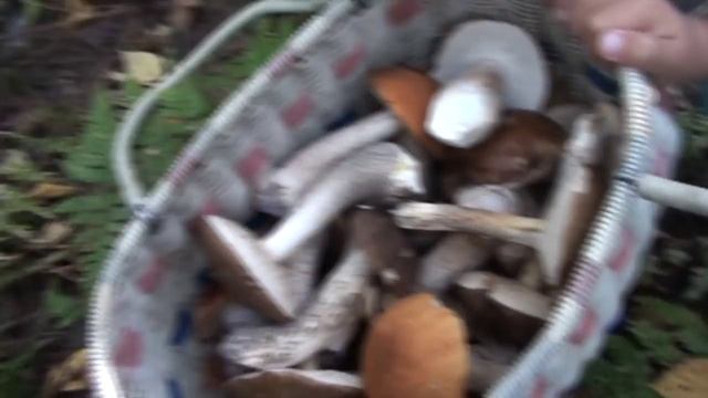 Выход по грибы с детьми! Всем немного ЛЕТА и приятного АППЕТИТА. смотреть онлайн