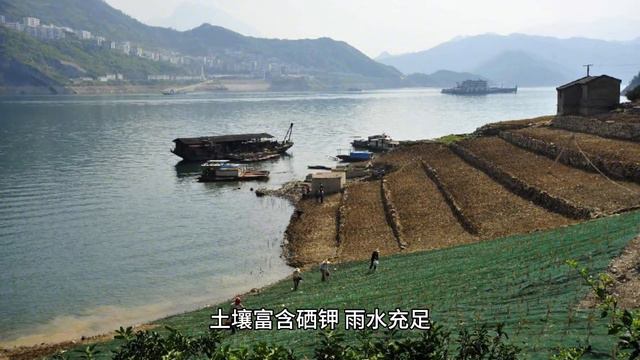 长江三峡大坝上的奉节脐橙，口感细腻清甜，具有丰富的营养价值 смотреть онлайн