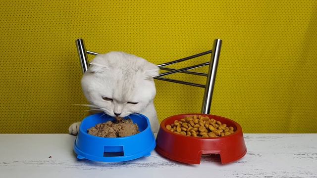 АСМР КОТ КУШАЕТ 😻(ЗВУКИ ЕДЫ)SMR CAT EATS (FOOD SOUNDS) смотреть онлайн