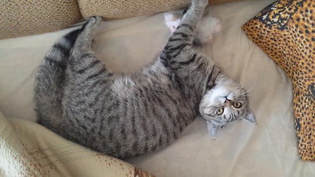 Кася и овца | Kitten and sheep смотреть онлайн