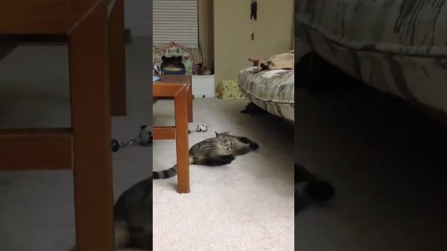 Tabby cat jump calculation error смотреть онлайн