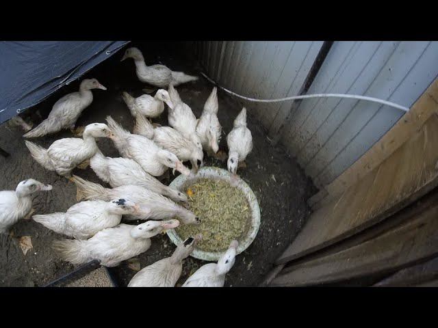 Как приготовить вкусный корм уткам мулардам смотреть онлайн