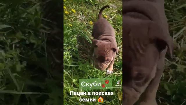 Американский булли. Щенок свободен! Доставка в любую точку мира 🌏 Окрас шоколадный триколор. смотреть онлайн