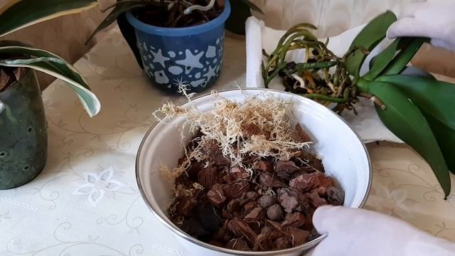 Пересадка орхидеи Морозная вишня,зимовавшая с торфянным стаканчиком.И попугаи ..... смотреть онлайн