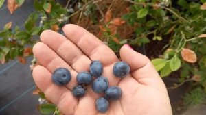 Голубика Гурон. Плюсы и минусы. Карликовость.