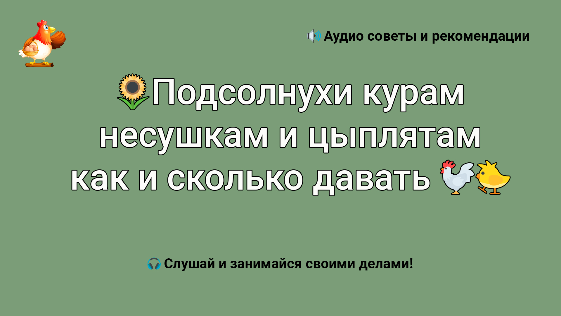 Подсолнухи курам несушкам и цыплятам как и сколько давать ? смотреть онлайн