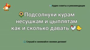 Подсолнухи курам несушкам и цыплятам как и сколько давать ?