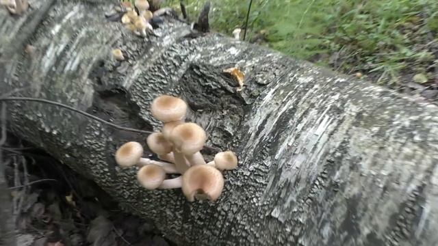 Сбор Белых грибов и Осенних опят. Тихая охота продолжается! смотреть онлайн