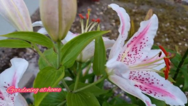 Zeba lily || Parrot pink cariba lily || koleksi lily langka