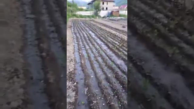 Секреты в поливе хризантемы смотреть онлайн
