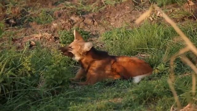 гуара - Гривистый волк или «короткохвостая золотистая собака» смотреть онлайн