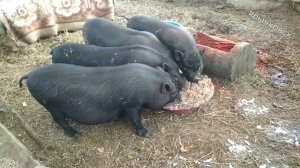 Рост поросят до забойного возраста. Какими вырастают вьетнамские свини.