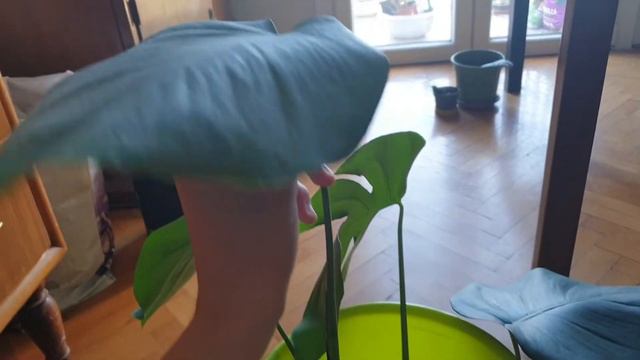 Talea di Monstera Deliciosa смотреть онлайн