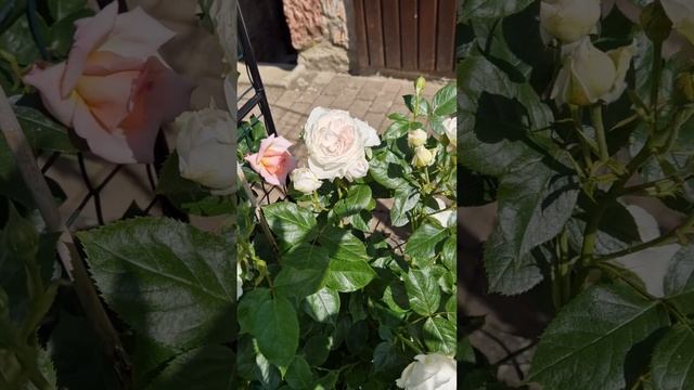 Роза Baronin Zu Guttenberg