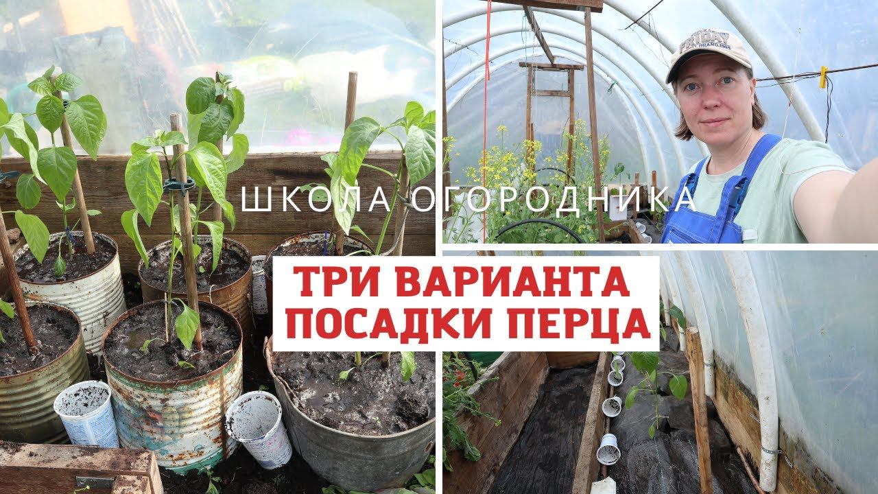 Высаживаю перец тремя вариантами и делюсь своим опытом и ошибками за много лет смотреть онлайн