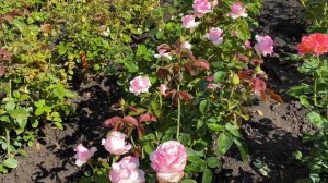 Обзор розы ЧГ Белла Витта , старый и проверенный сорт ?