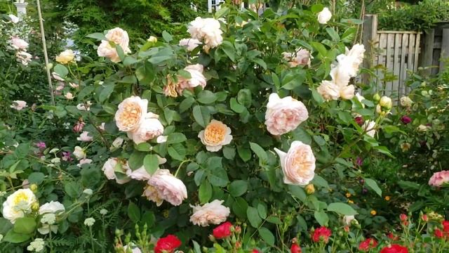 David Austin rose EVELYN смотреть онлайн