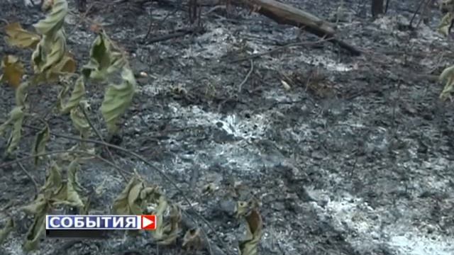 В Самарской области произошло шесть лестных пожаров смотреть онлайн