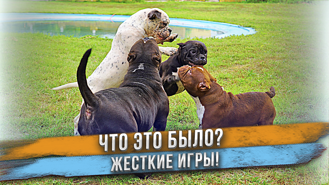 Этих собак невозможно успокоить! смотреть онлайн