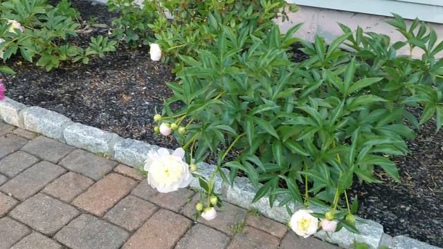 Peony Primavera, Butter Bowl and Bowl of Beauty comparisons смотреть онлайн