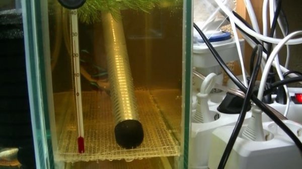 Нерест Неонов "Начало Подготовка"