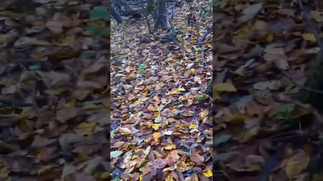 Chasse Faisan Setter Anglais à Meyrier 38