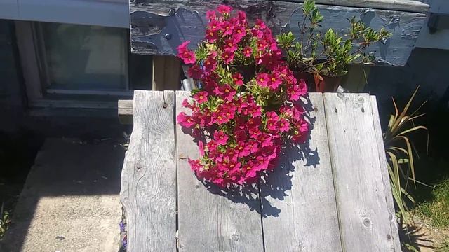 Calibrachoa Million Bells Yellow And Pink 2nd Summer