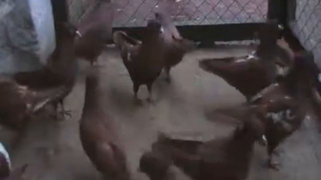 голуби продажа смотреть онлайн