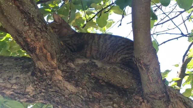 новый гость - котенок / кошка мать на дереве / мелкая кошка поймала мышку, поиграла и бросила смотреть онлайн