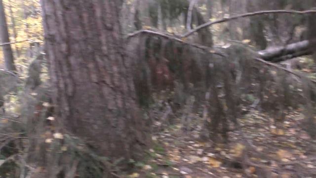 Экологическая тропа смотреть онлайн