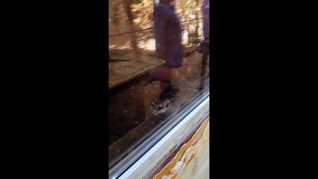 Сурикаты \ Мимимишки и милашки \ Зоопарк в Барнауле смотреть онлайн