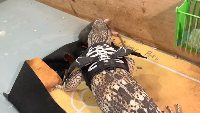 Monitor Lizard Eats Ridiculous Rat смотреть онлайн
