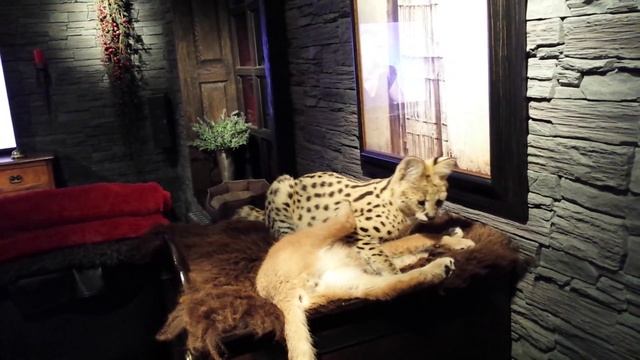 Caracal and serval смотреть онлайн