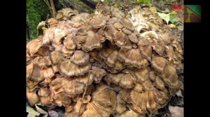 Окружающий мир 2 класс ч.1, Перспектива, с.114-117, тема урока "Охрана природы осенью"