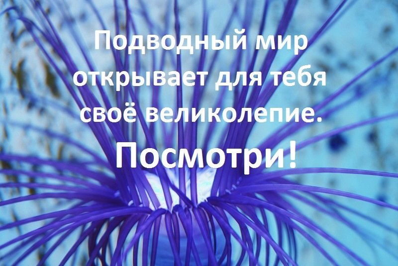 Всё великолепие подводного мира в одном видео только для тебя. Посмотри! смотреть онлайн