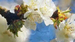 Аҳмад Зоҳир - Ahmad Zahir - احمد ظاهر - Ай булбули хушилҳом - Ay bulbuli khushilhom