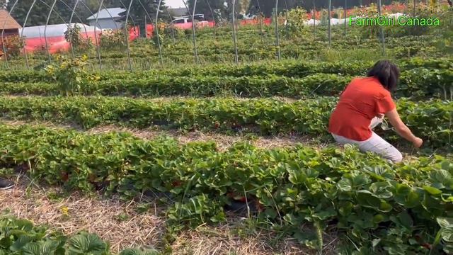 Lights+Camera+Action! Normal Scenario At Farm In Harvest Time#Bloggers#FarmGirl Canada FarmLifeStyl