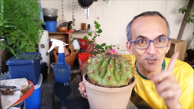 COMO É O CACTO COROA-DE-FRADE ou CABEÇA-DE-FRADE (Melocactus zehntneri) смотреть онлайн