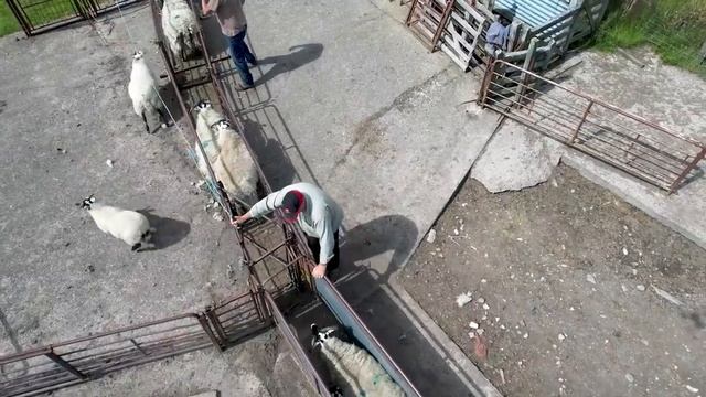 PLENTY OF BANTER WITH THIS GANG OF PART-TIME SHEEP SHEARERS! смотреть онлайн