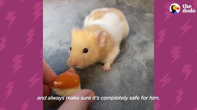 Hamster Destroys Almost Everything His Dad Feeds Him | The Dodo Little But Fierce смотреть онлайн